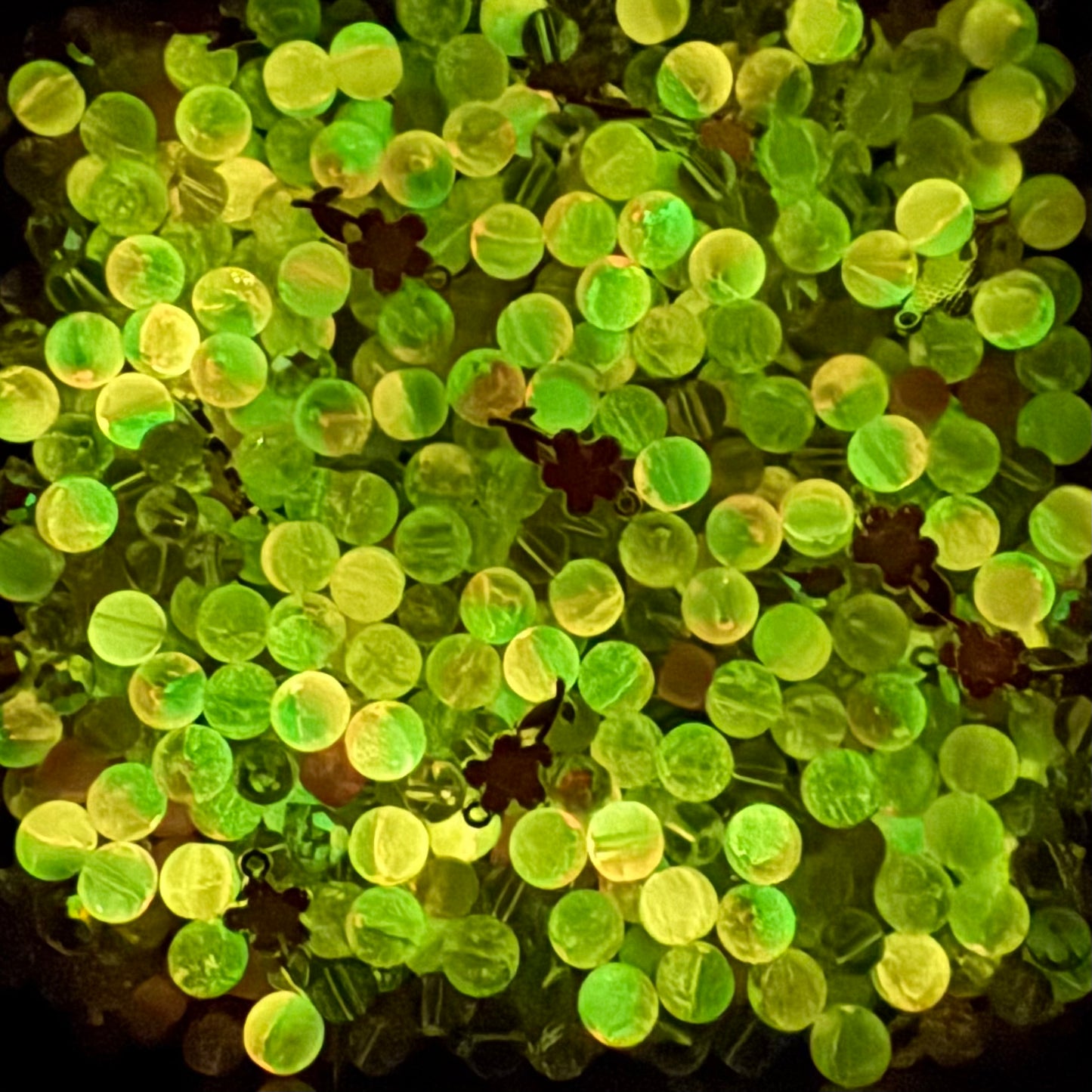 Lumina